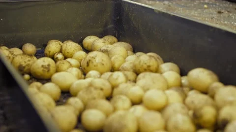 Hand puts ripe potatoes from the ground into a metal plate Stock Footage 147036710