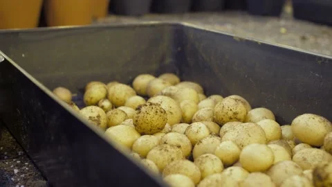 Hand puts ripe potatoes from the ground into a metal plate Stock Footage 147036792