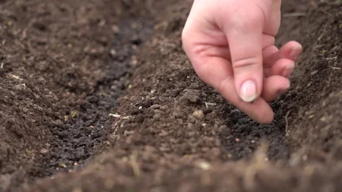 The hand puts the seed in the soil Stock Footage 167551972