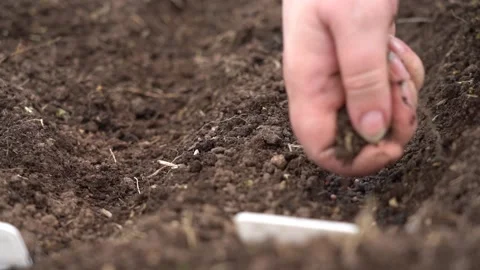 The hand puts the seed in the soil Stock Footage 167552162