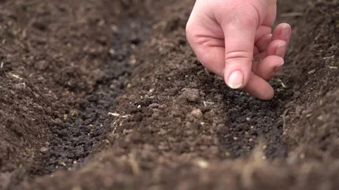 The hand puts the seed in the soil Stock Footage 167930540