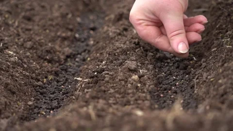 The hand puts the seed in the soil Stock Footage 167930652