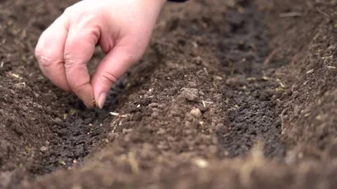 The hand puts the seed in the soil Stock Footage 171332581