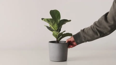 Hand puts on the table a home potted houseplant ficus Stock Footage 160929806
