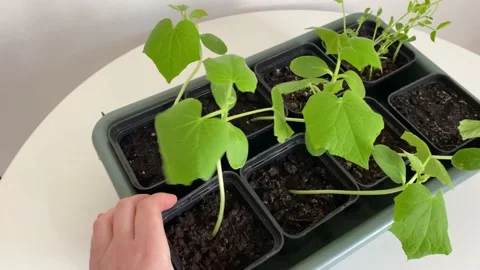 Hand putting down container with green cucumber seedling in small pots, home Stock Footage 236431537