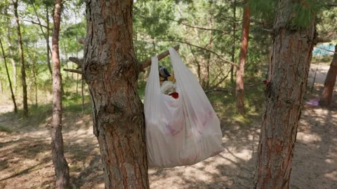 Hand Putting Garbage Into White Plastic Bag Hanging on Pine Tree Stock Footage 342764723