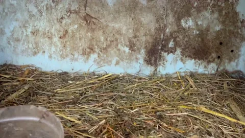 Hand rabbit Stock Footage 171594861