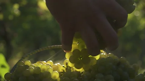 The hand raises a Large bunch of grapes from a basket full of grapes. Stock Footage 153862464