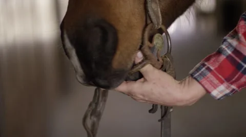 Hand of rancher adjusting curb strap in horse mouth Vidéo 68499166