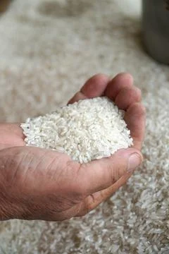 Hand with raw rice Stock Photos