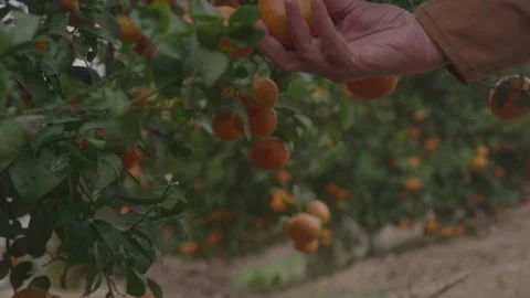 Hand Reaches For Fruit On Orange Tree Видео 270335212