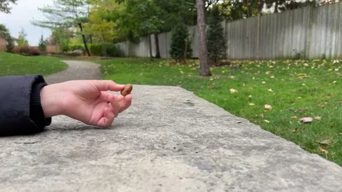 A hand reaches out to feed squirrels in a calm park as autumn leaves fall and Stock Footage 321091752