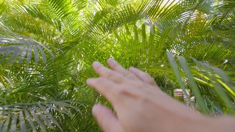 A hand reaching up and gently moving aside lush green palm fronds with sunlight Stock Footage 285843336