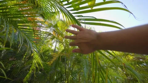 A hand reaching up and gently moving aside lush green palm fronds with sunlight Stock Footage 285844168