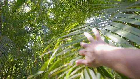 A hand reaching up and gently moving aside lush green palm fronds with sunlight Stock Footage 285844288