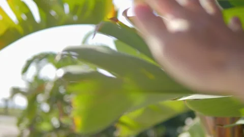 A hand reaching up and gently moving aside lush green palm fronds with sunlight Stock Footage 285844898