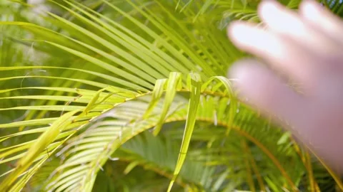 A hand reaching up and gently moving aside lush green palm fronds with sunlight Stock Footage 285845337