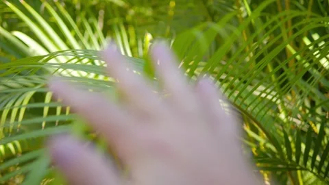 A hand reaching up and gently moving aside lush green palm fronds with sunlight Stock Footage 285845383