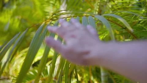 A hand reaching up and gently moving aside lush green palm fronds with sunlight Stock Footage 285845427