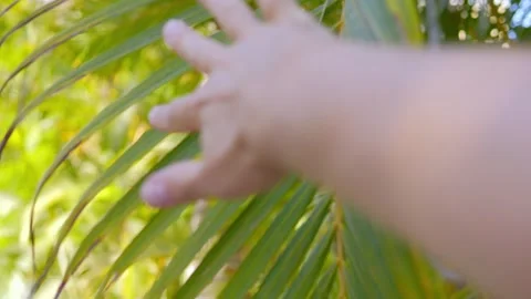 A hand reaching up and gently moving aside lush green palm fronds with sunlight Stock Footage 285845469