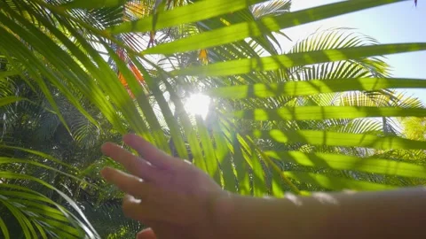 A hand reaching up and gently moving aside lush green palm fronds with sunlight Stock Footage 285846280