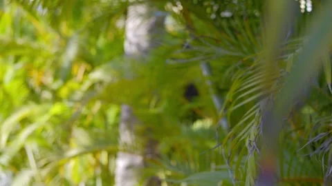 A hand reaching up and gently moving aside lush green palm fronds with sunlight Stock Footage 285849379