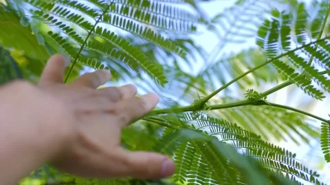 A hand reaching up and gently moving aside lush green palm fronds with sunlight Stock Footage 285849410