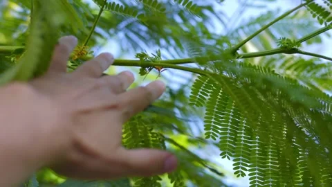 A hand reaching up and gently moving aside lush green palm fronds with sunlight Stock Footage 285849419