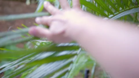A hand reaching up and gently moving aside lush green palm fronds with sunlight Stock Footage 285881746