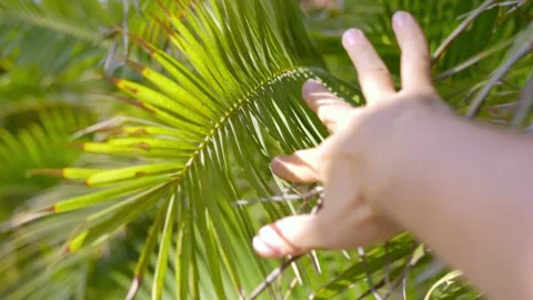 A hand reaching up and gently moving aside lush green palm fronds with sunl.. Stock Footage 285881900