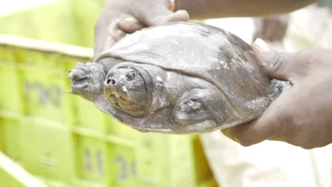 Hand reaching for a box turtle turtle with a unique shell texture Stock Footage 316354881