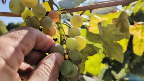 A hand reaching for a bunch of grapes Stock Footage 317758691