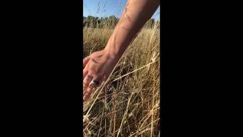 Hand is reaching into a field of tall grass Stock Footage 304436151