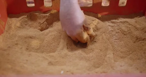 Hand reaching into fine brown granulate material in a red plastic crate in warm Video stock 339987168