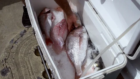 Hand reaching for freshly caught snapper in ice bucket Stock Footage 87723903