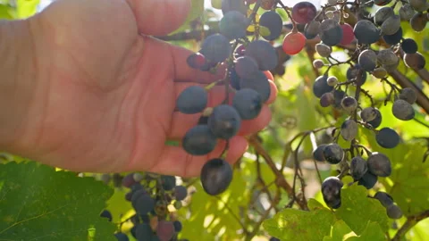 Hand Reaching for Grapes on a Vine Stock Footage 315679826
