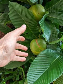 Hand reaching for green plant Stock Photos