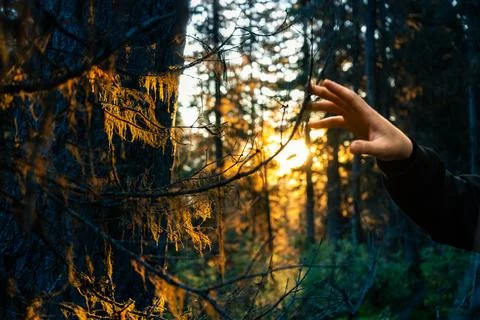 Hand reaching for light in the woods. Stock Photos