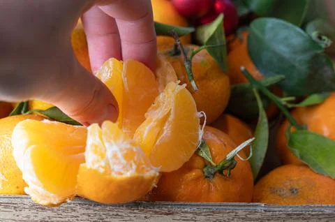 Hand reaching for mandarin segment among leafy crate, rustic wooden box, vibr Stock Photos