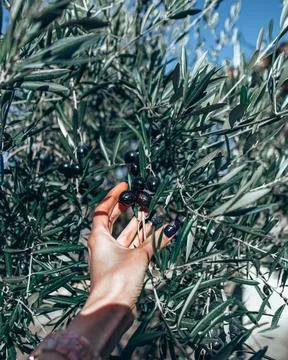 Hand reaching for olive on the tree Stock Photos