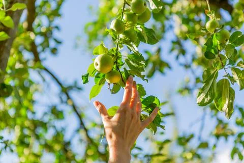 A hand reaching our for an apple on the tree 스톡 사진