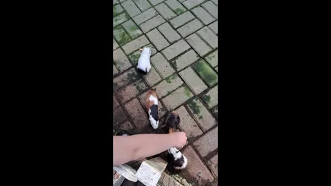 Hand Reaching Out to Feed Guinea Pigs on Brick Yard Stock Footage 339619137