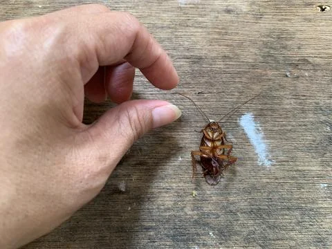 Hand Reaching Out Toward Dead Cockroach Antenna on Wood Table Jakarta Stock Photos