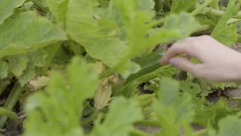 Hand Reaching Out to Zucchini Stock Footage 160277832