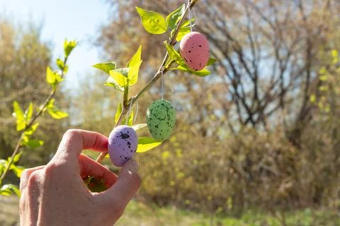 Hand reaching for pastel-colored Easter eggs suspended from a branch adorned  Stock Photos