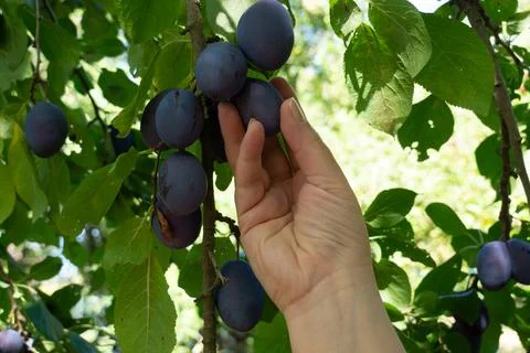 A hand is reaching for a plum on a tree Stock Photos