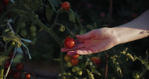 Hand reaching for red tomato on garden plant Stock Footage 313743557