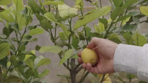 Hand reaching for ripe lemon on tree branch surrounded by green leaves, Stock Footage 328294021