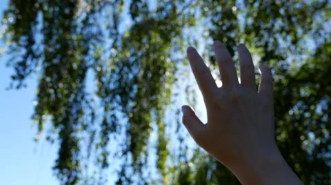 Hand reaching the sun ray with leaf background Video stock 68065737