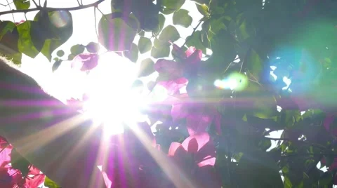 Hand Reaching the Sun through Pink Flowers. Slow Motion 스톡 동영상 48161354